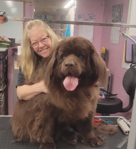 Amy gently grooming a large brown Newfoundland