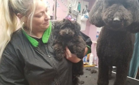 Tabitha with two freshly groomed black poodles
